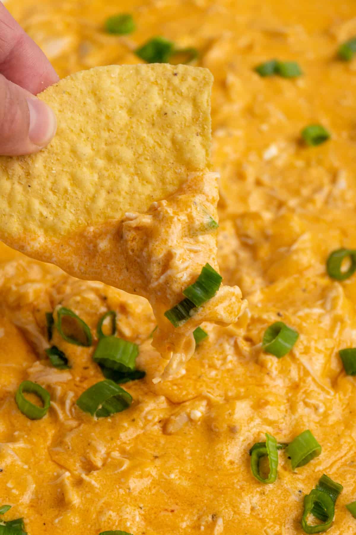 Close up of a tortilla chip being dipped in to Crock Pot buffalo chicken dip.